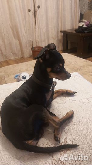 Русский той-терьер мини