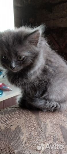 Отдам бесплатно