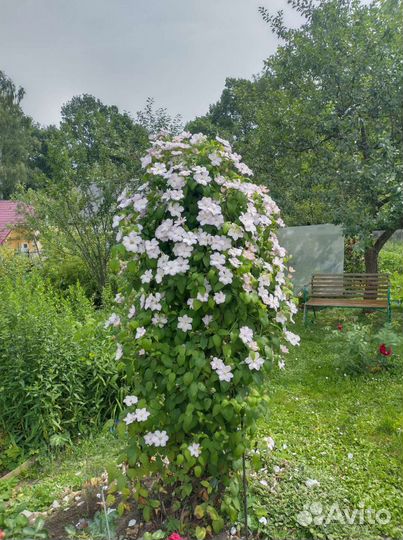 Цветы садовые многолетние