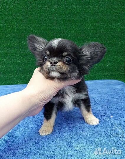 Чихуахуа длинношерстный мальчик