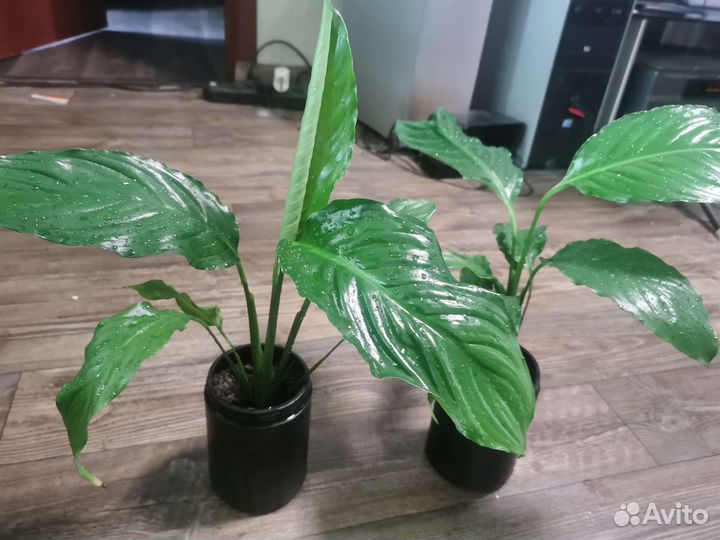 Спатифиллум