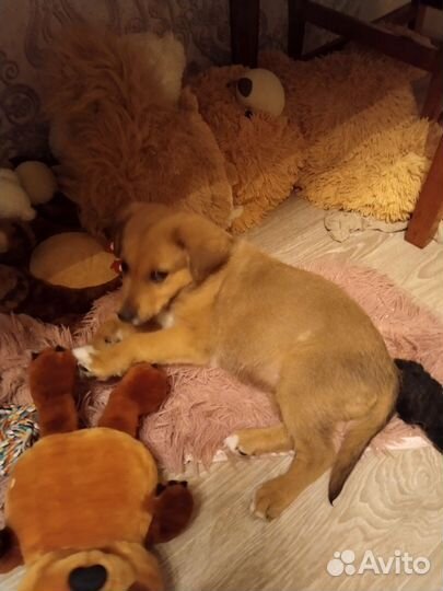 Собака в добрые руки щенок