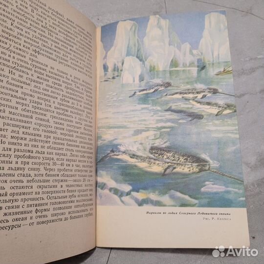 История слепого кашалота. Томилин. 1965 г