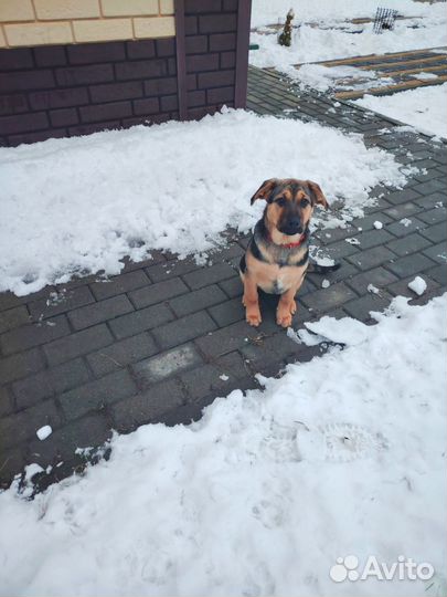 Хороший щенок девочка