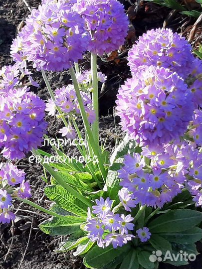 Растения цветы для сада