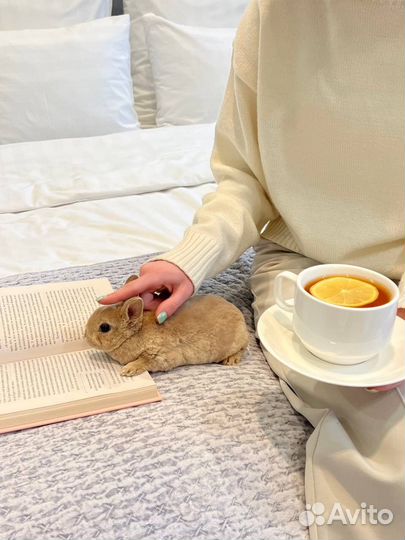 Мини Кролики Ручные Контактные из Питомника