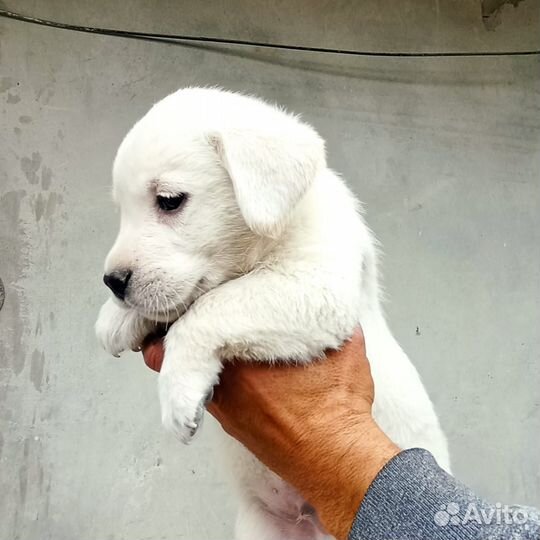 Щенки лабрадора