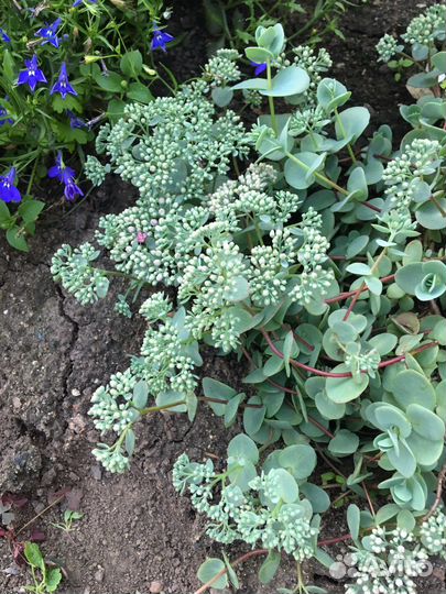 Многолетние растения для сада