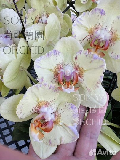Орхидея фаленопсис бабочка ice cream son ya