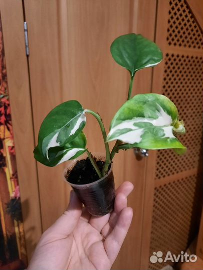 Эпипремнумы