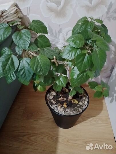 Комнатные цветы гибискус