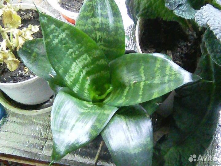 Цветы для души и дома