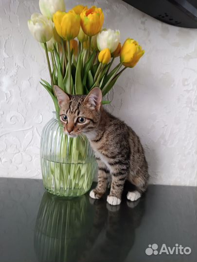 Полосатый котенок