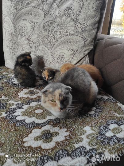 Котята в добрые руки