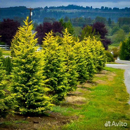 Кипарисовик Голд Райдер саженцы