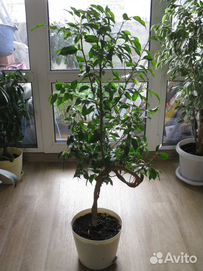 Фикус сортовой Наташа