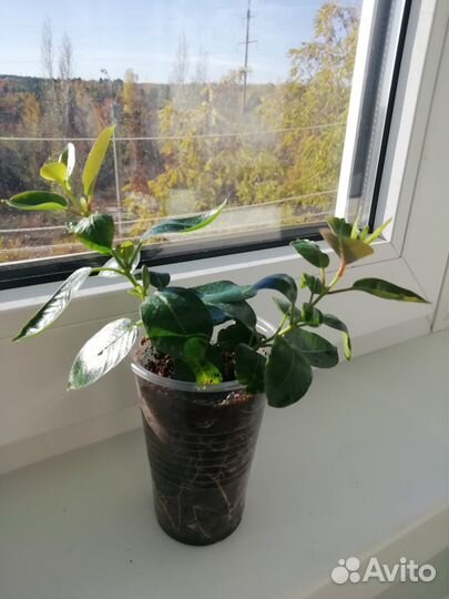 Дипладения