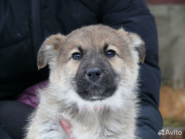 Щенку нужен дом