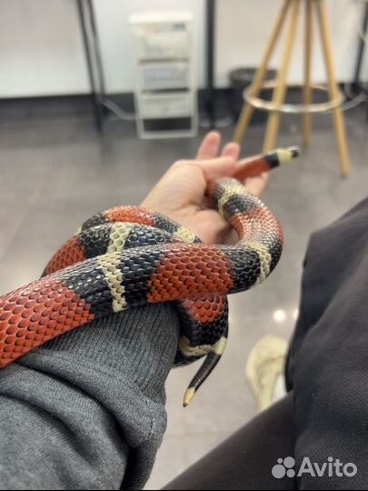 Аренда змеи на фотосессию