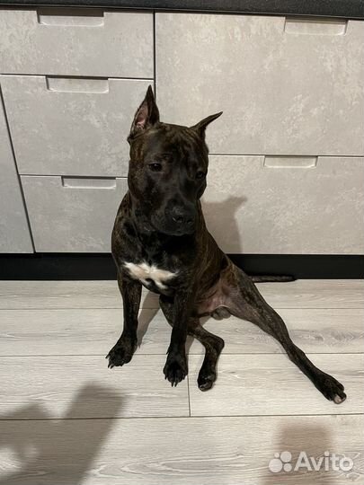 Вязка стаффордширский терьер