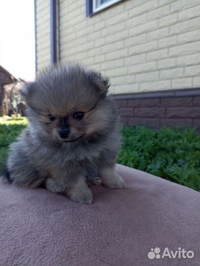 Померанский шпиц