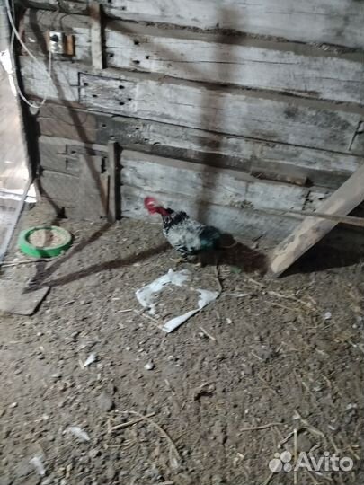 Петух голошейки