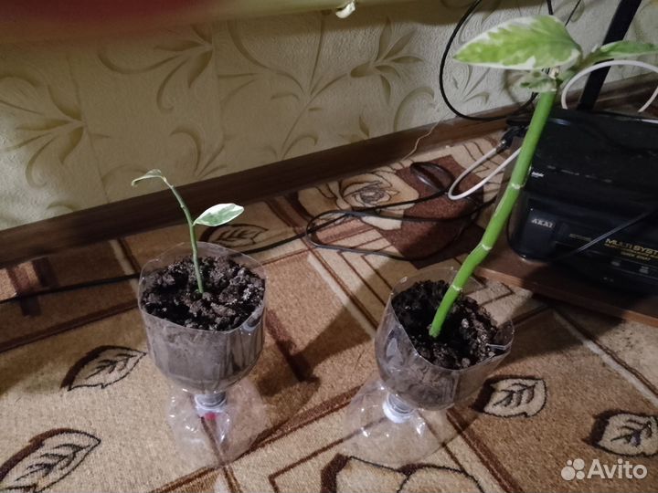 Дендробиум