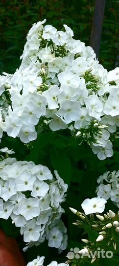 Флокс белый