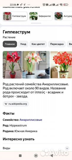 Гиппеаструм