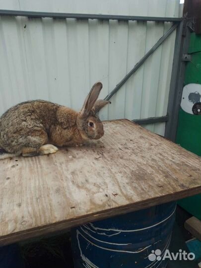 Кролик Самец