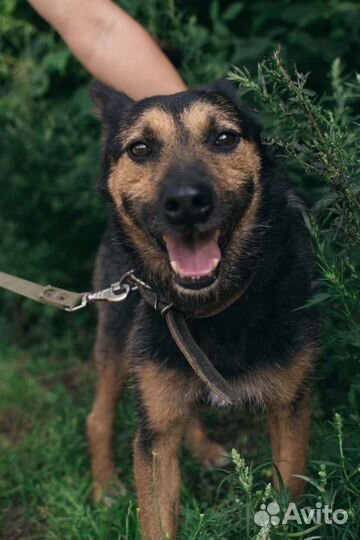 Добряк Лаки