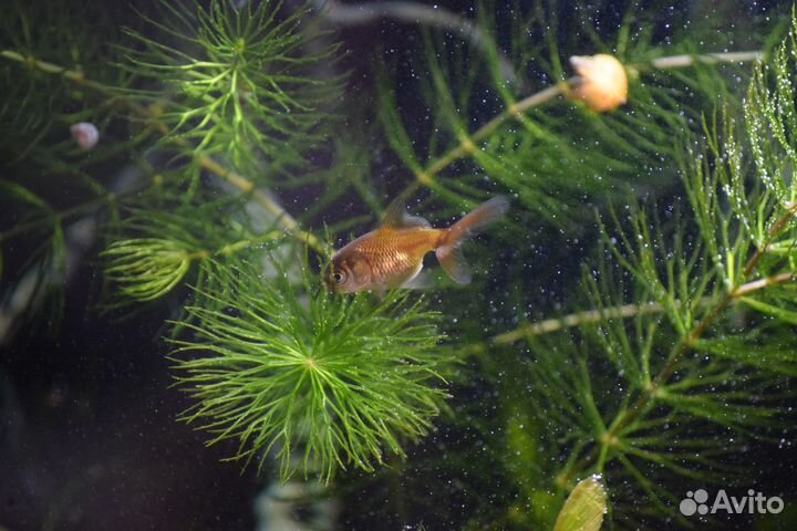 Золотая рыбка вуалехвост