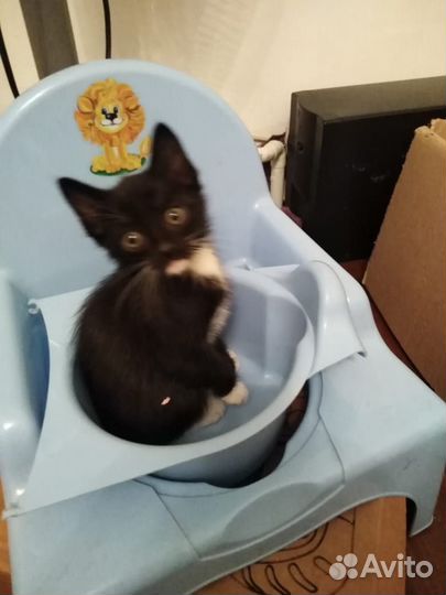 Котята в дар в добрые руки