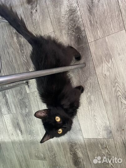 Кошка в дар бесплатно