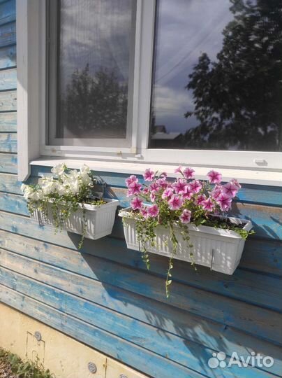 Петуния и вербейник балконный ящик