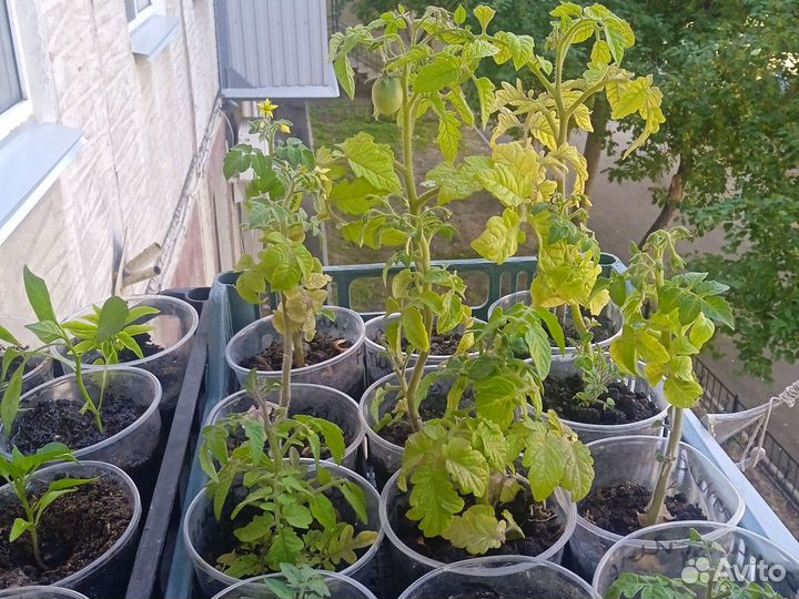 Перец комнатный острый и помидоры комнатные