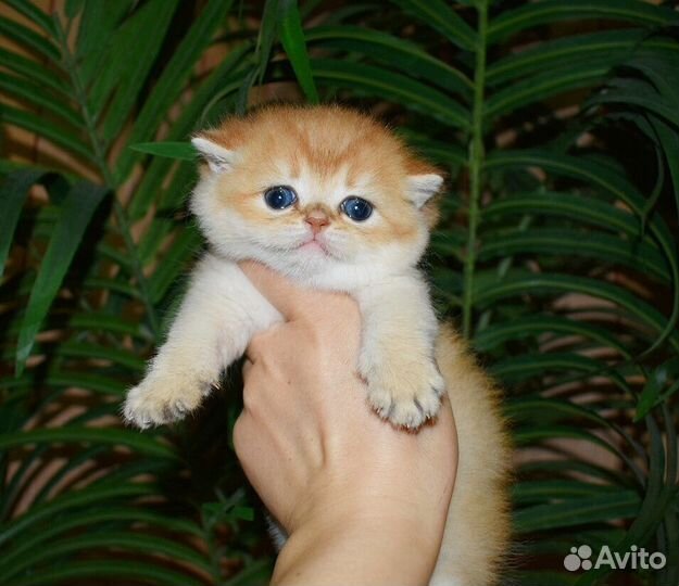 Клубные британцы золотая шиншилла