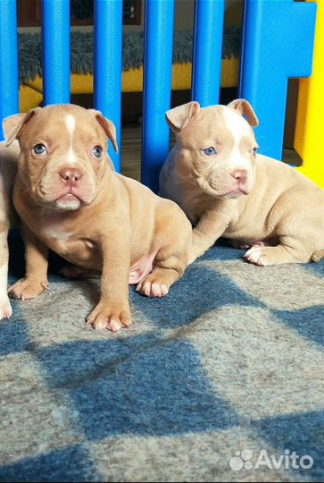 Американский Булли