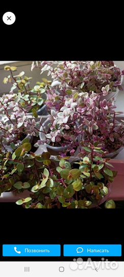 Каллизия трех сортов