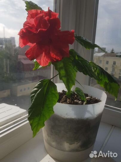 Гибискус китайская роза