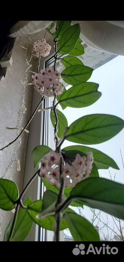 Хойя (восковой плющ)