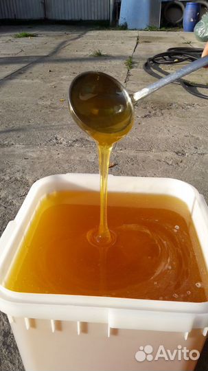 Алтайский мед