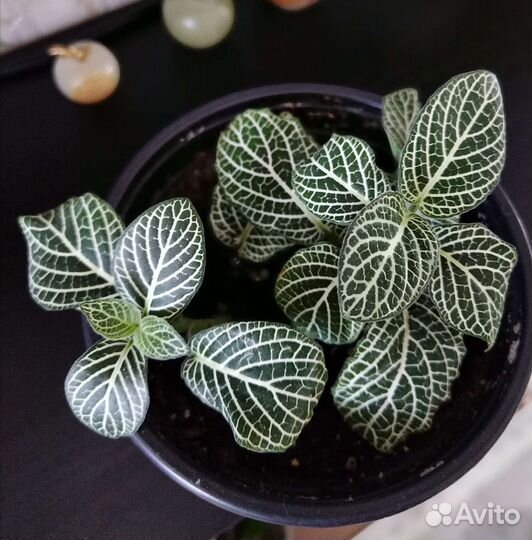 Фитония серебристая