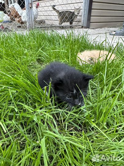 Котята от матери крысоловки