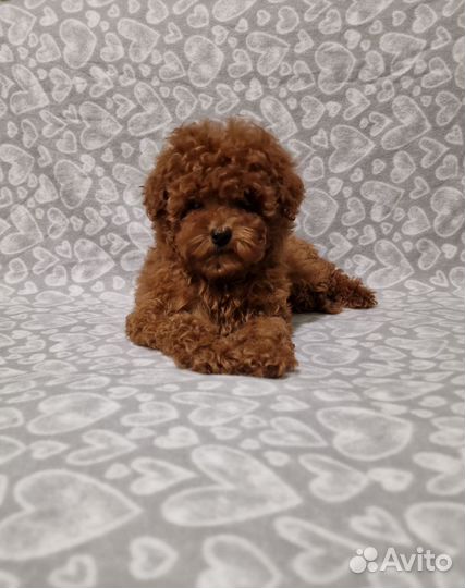 Той-пудель ред браун мальчики и девочка РКФ