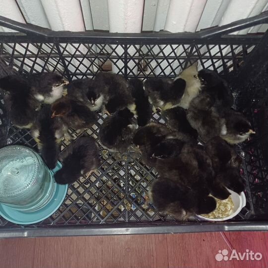 Цыплята несушки подрощенные