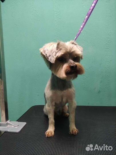 Стрижка кошек и собак Солнечный