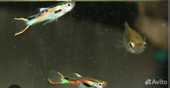 Сапфировый попугай