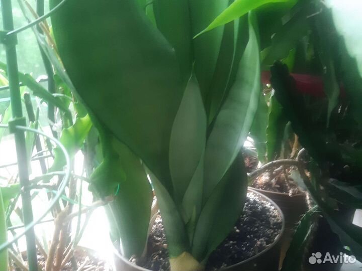 Сансевьерии и кливия, толстянка хоббит