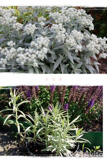 Саженцы многолетников